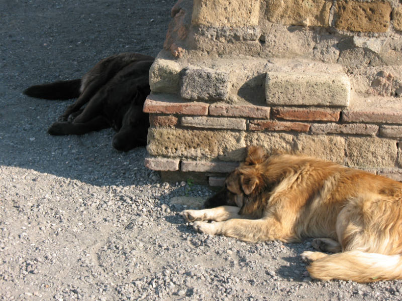 Vilande hundar 2008
